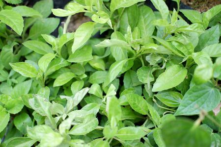 Beautiful Leafy Plantの写真素材
