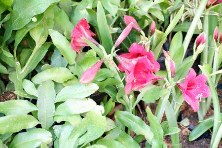 Beautiful Red Flowerの写真素材