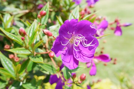Beautiful Purple Flowerの写真素材