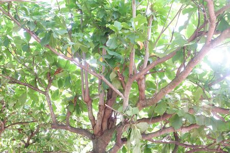 Beautiful Leafy Plantの写真素材