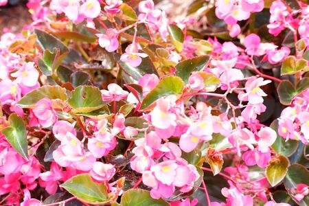 Beautiful Pink Flowerの写真素材