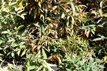 Beautiful Leafy Plantの写真素材