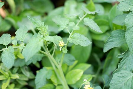 Beautiful Leaves Plantの写真素材
