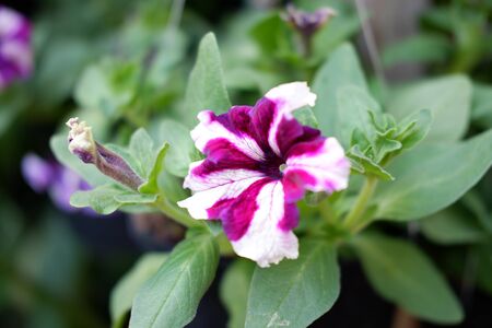 Beautiful Fresh Flowerの写真素材