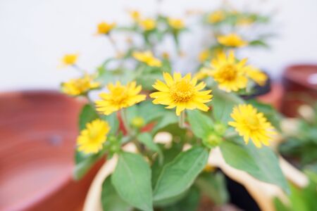 Beautiful Yellow Flowerの写真素材