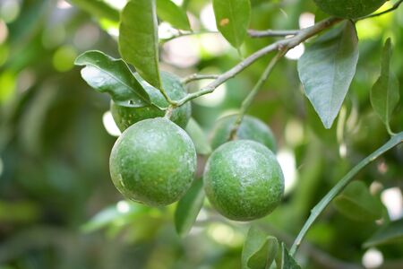 Fresh Fruit Plantの写真素材