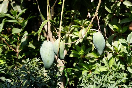 Fresh Mango treeの写真素材