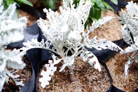 Beautiful Plant in a Potの写真素材