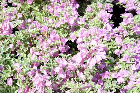 Beautiful Fresh Flowerの写真素材