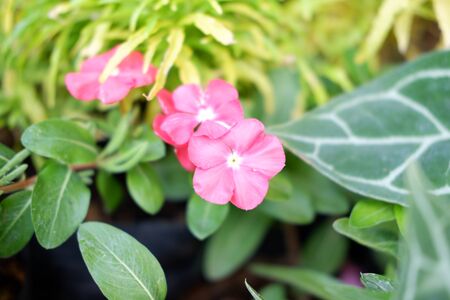 Beautiful Pink Flowerの写真素材