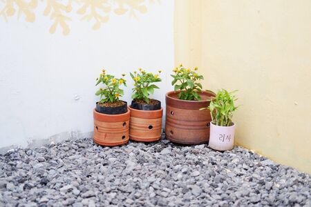 Plant in a potの写真素材