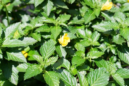 Beautiful Yellow Flowerの写真素材