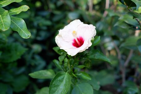 Beautiful Fresh Flowerの写真素材