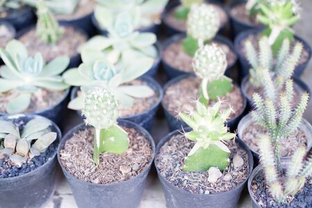 Cactus in a potの写真素材
