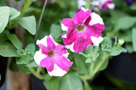 Beautiful Fresh Flowerの写真素材