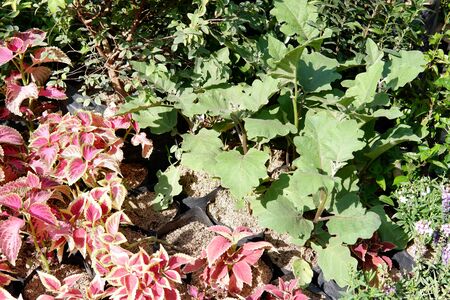 Beautiful Fresh Plantの写真素材