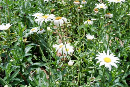 Beautiful White Flowerの写真素材