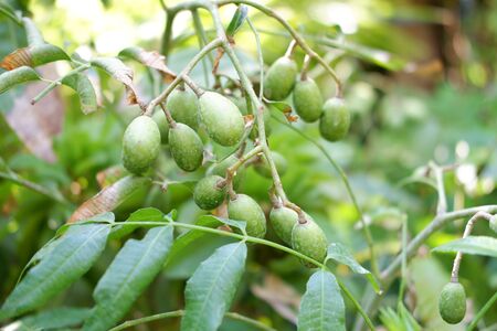 Beautiful Fruit Plant