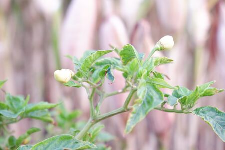 fresh and beautiful chilli plants in the backgroundの写真素材