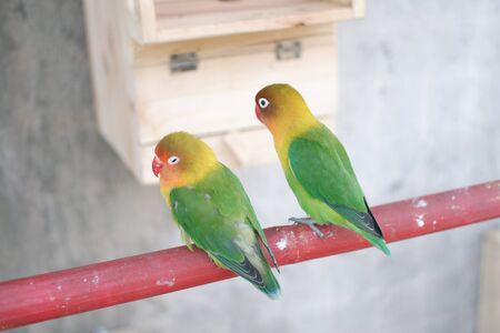 beautiful and charming love birds
