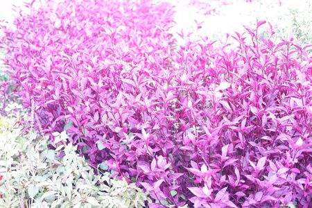 beautiful plant portrait as a backgroundの写真素材