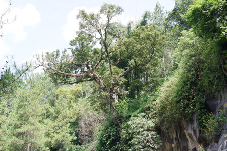 Tropical jungles of Southeast Asiaの写真素材