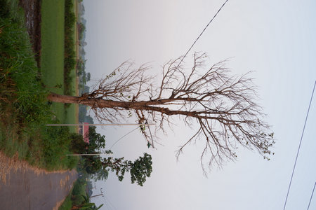 Dead tree on the bank of the river in the morning, Thailand.の写真素材