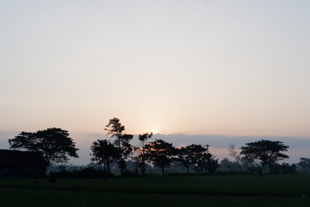 Silhouette of tree and rice field at sunset in the morning.の写真素材