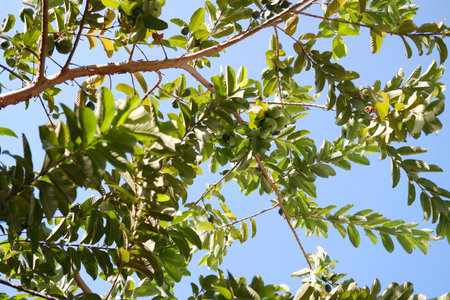 Guava fruits on the branches of a tree in a sunny day.