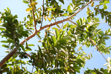 Green leaves on tree against blue sky background. Natural green background.の写真素材