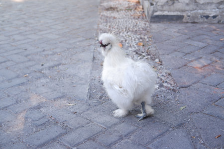 White chicken on the street of the city in the early morning.の写真素材