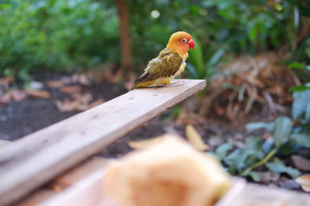 Cute Lovebird sitting on a wooden bench in the garden.の写真素材