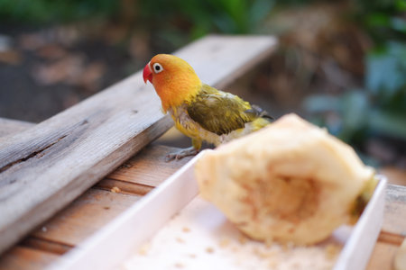 Lovebird sitting on a wooden bench in the garden, stock photoの写真素材