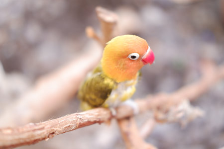 Little lovebird sitting on a tree branch