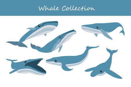 Whale vector illustration set. Cute cartoon whale in different poses.のイラスト素材
