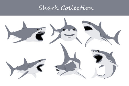 Shark collection. Vector illustration of a shark in different poses.のイラスト素材