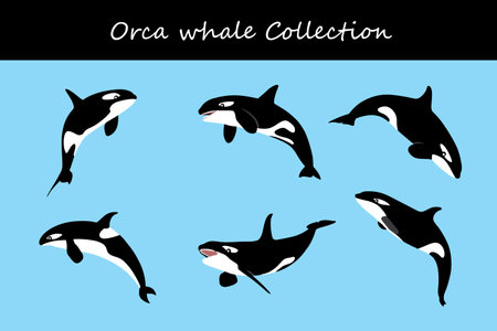 orca collection. Vector illustration. Isolated on white background.のイラスト素材
