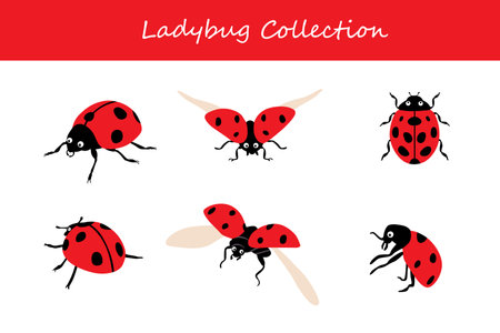 Set of ladybugs. Isolated vector illustration on white background.のイラスト素材