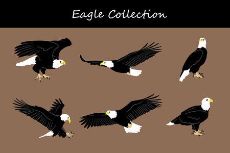 eagle collection. Vector illustration. Isolated on white background.のイラスト素材