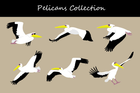 Pelican collection. Pelican in different poses. Vector illustration.のイラスト素材