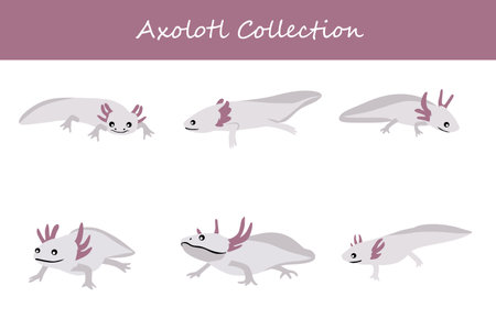 Axolotl collection. Axolotl in different poses. Vector illustration.のイラスト素材