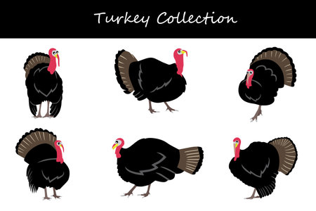 Turkey collection. Turkey in different poses. Vector illustration.のイラスト素材
