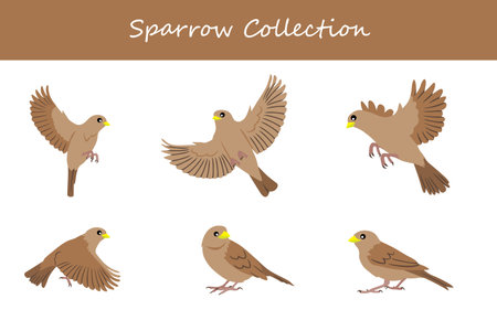 Sparrow collection. Sparrow in different poses. Vector illustration.のイラスト素材