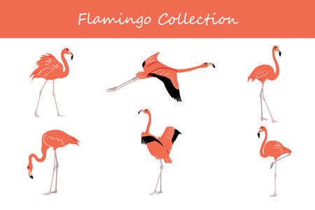 Flamingo collection. Flamingo in different poses. Vector illustration.のイラスト素材