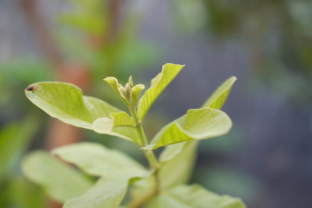 Close up of fresh green leaves of guava tree in the gardenの写真素材