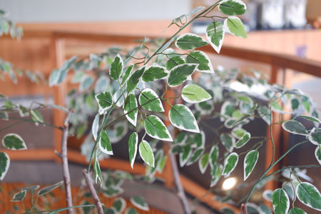 Closeup of a green ficus tree in a pot in the garden