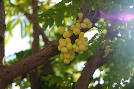 star gooseberry on tree. selective focusの写真素材