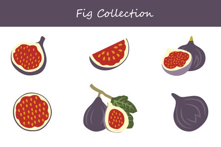 fig collection in different poses. Vector illustration.のイラスト素材