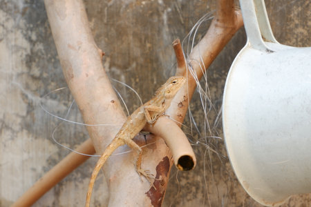 A lizard is perched on a branch next to a white watering canの写真素材