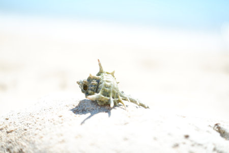 Seashells on the beach. Selective focus.の写真素材